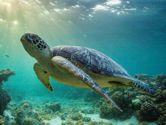 Sea Turtle Symbolism: 5 Quiet Messages from the Ocean