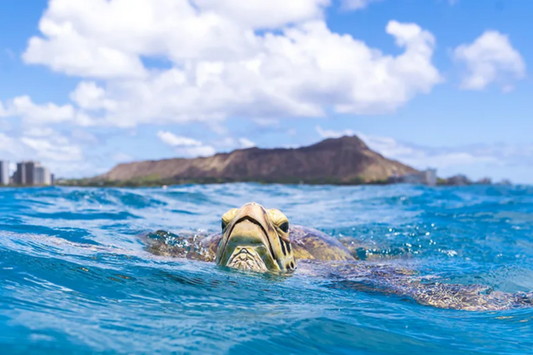 The Hawaiian Honu Meaning: Wisdom, Good Luck, and the Spirit of the Ocean