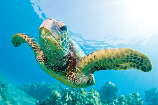 Sea Turtle Cultural Significance: The Sacred Story of the Ocean’s Ancient Traveler
